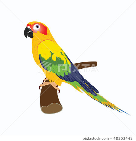 Detail Parrot Vector Nomer 13