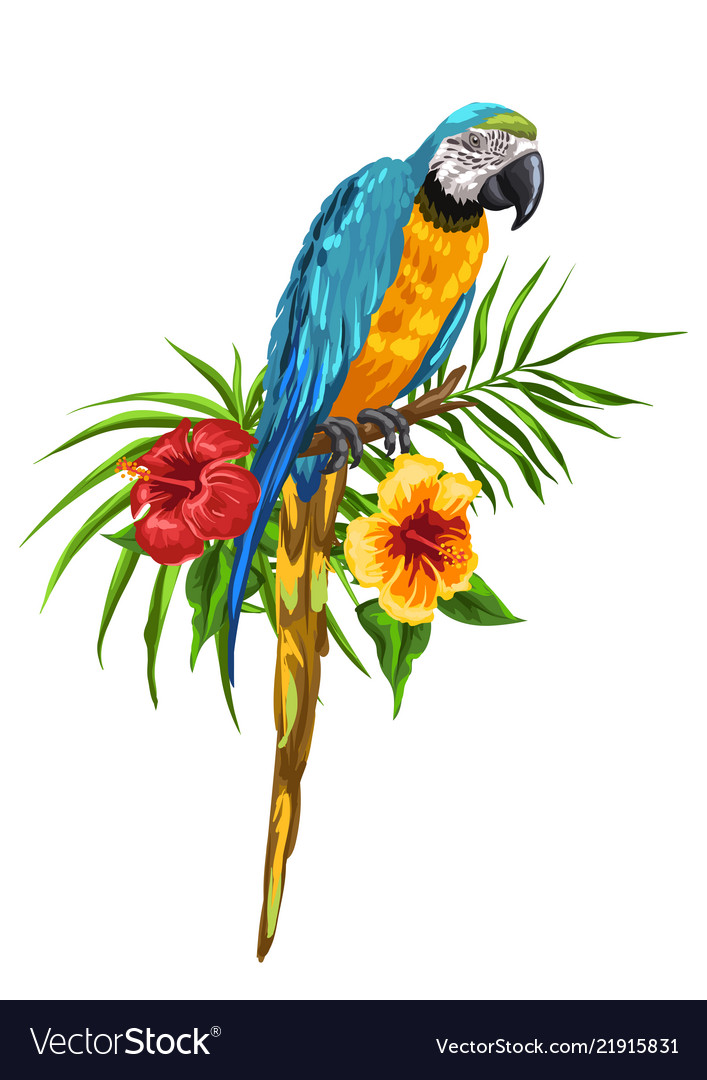 Detail Parrot Vector Nomer 18