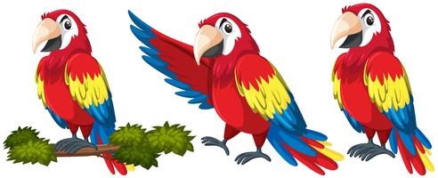 Detail Parrot Vector Nomer 25