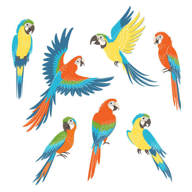 Detail Parrot Vector Nomer 28