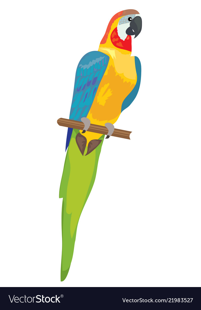 Detail Parrot Vector Nomer 29