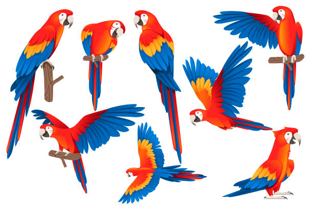 Detail Parrot Vector Nomer 4
