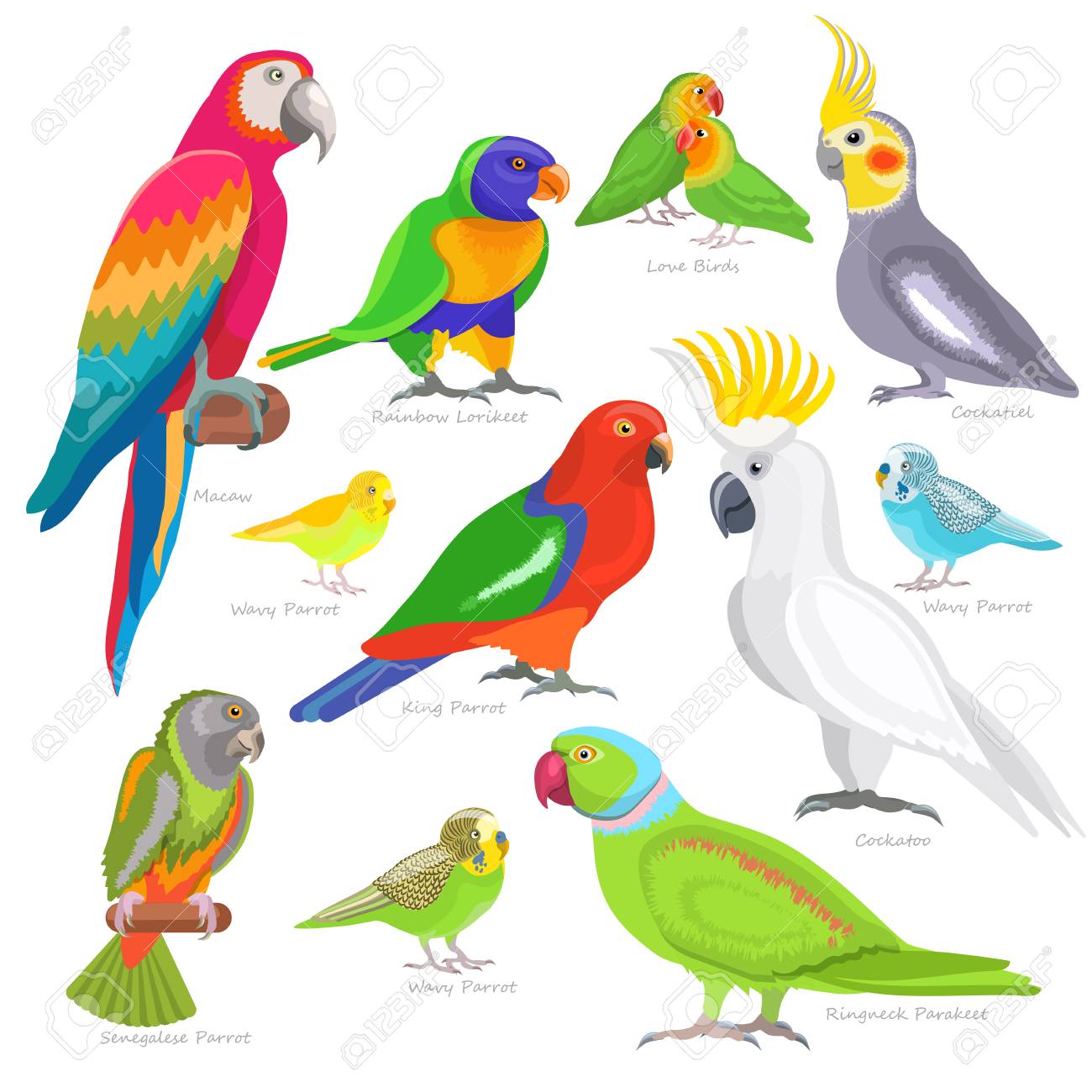 Detail Parrot Vector Nomer 44