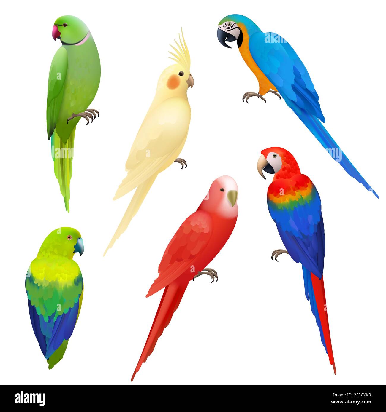 Detail Parrot Vector Nomer 48