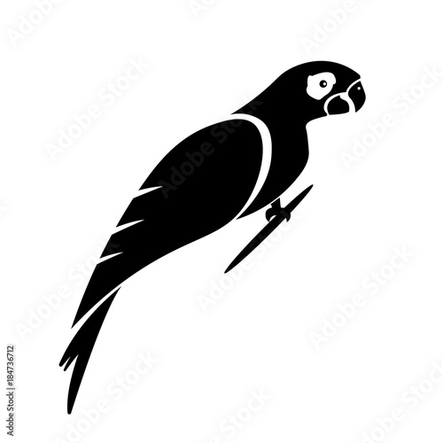 Detail Parrot Vector Nomer 49