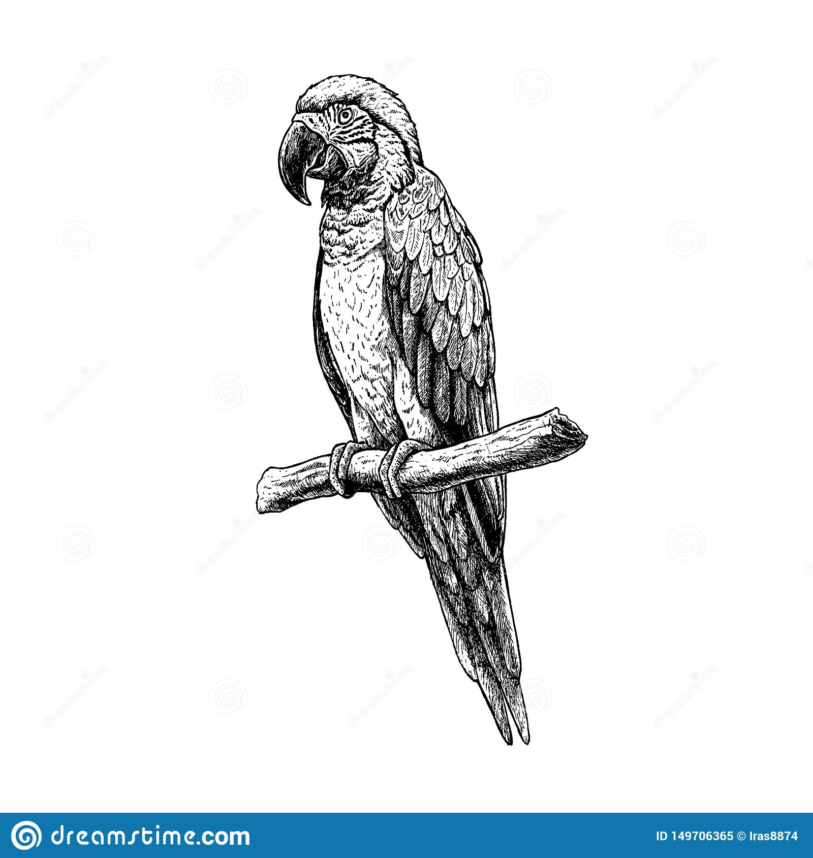 Detail Parrot Vector Nomer 52