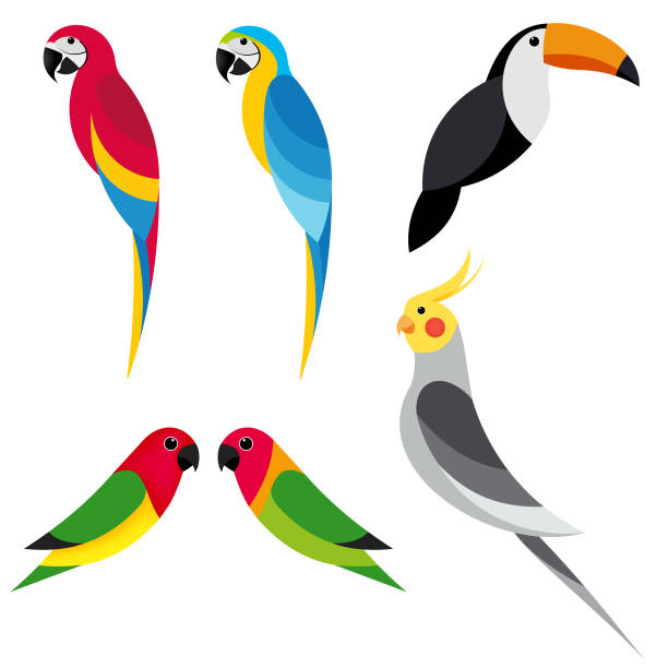 Detail Parrot Vector Nomer 56