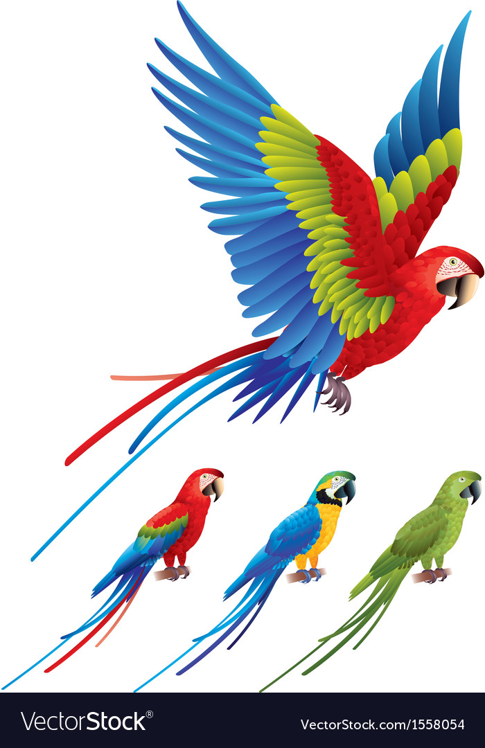 Detail Parrot Vector Nomer 8