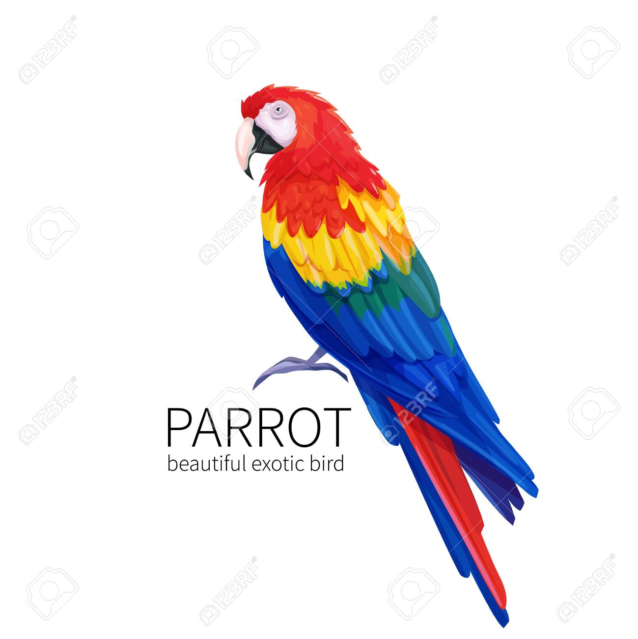Detail Parrot Vector Nomer 9