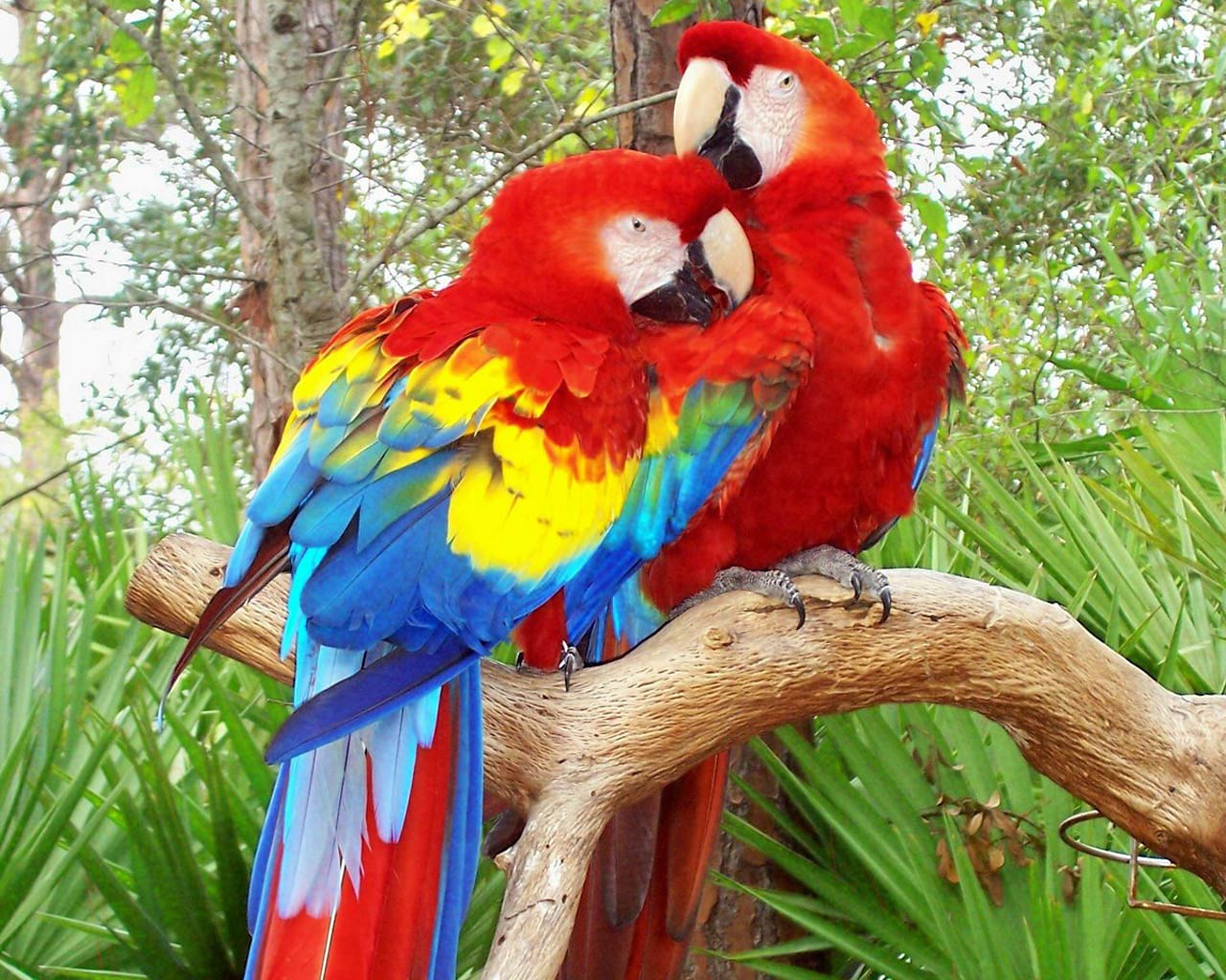 Detail Parrot Wallpapers Nomer 40