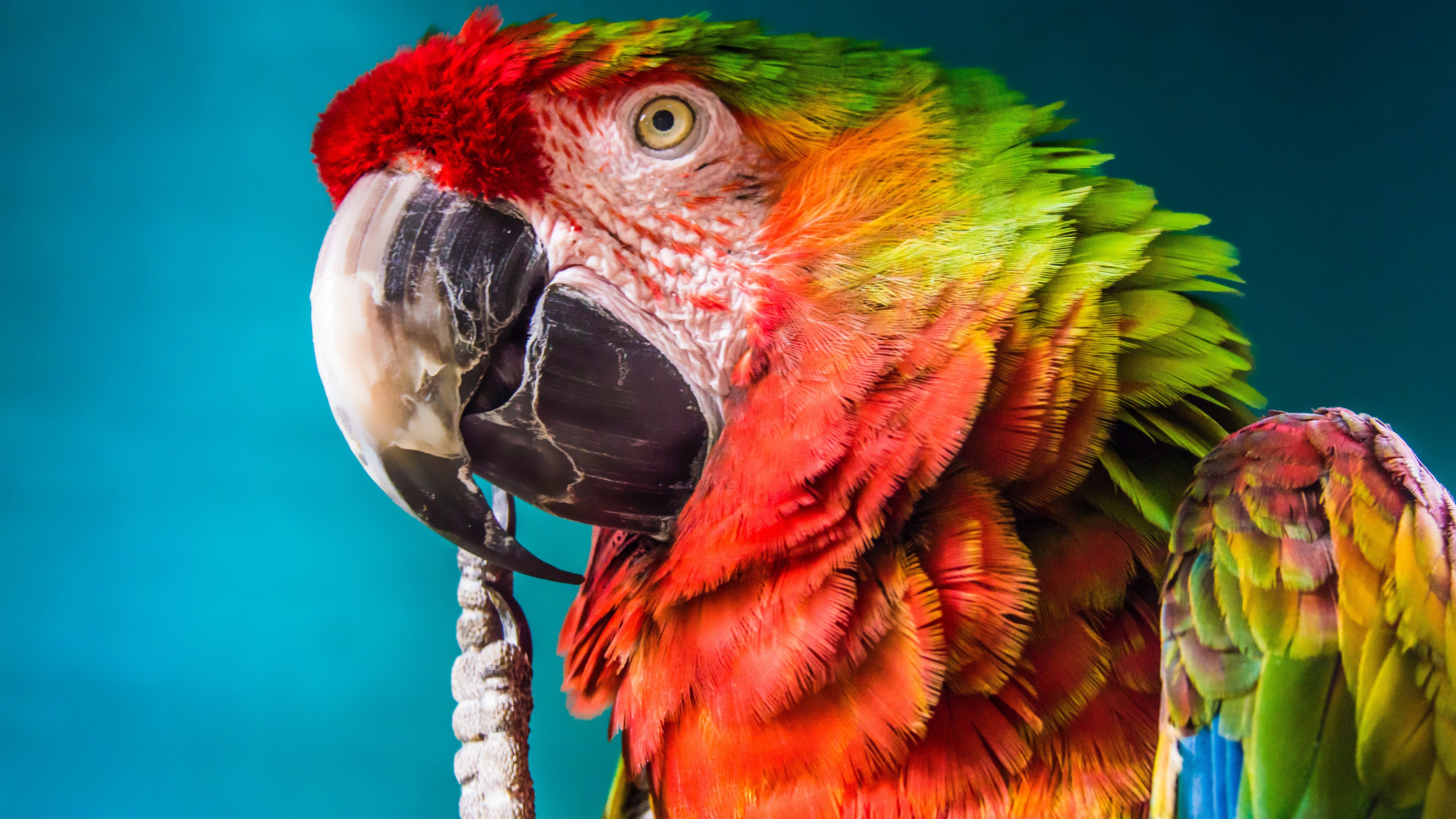 Detail Parrot Wallpapers Nomer 49