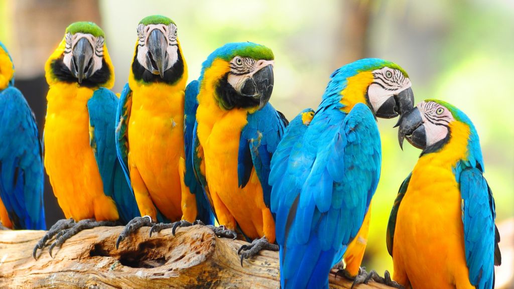 Detail Parrot Wallpapers Nomer 51