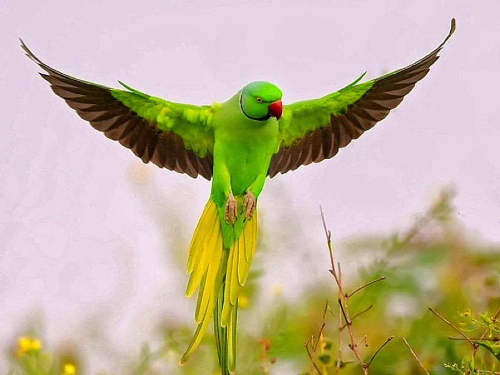 Detail Parrot Wallpapers Nomer 52