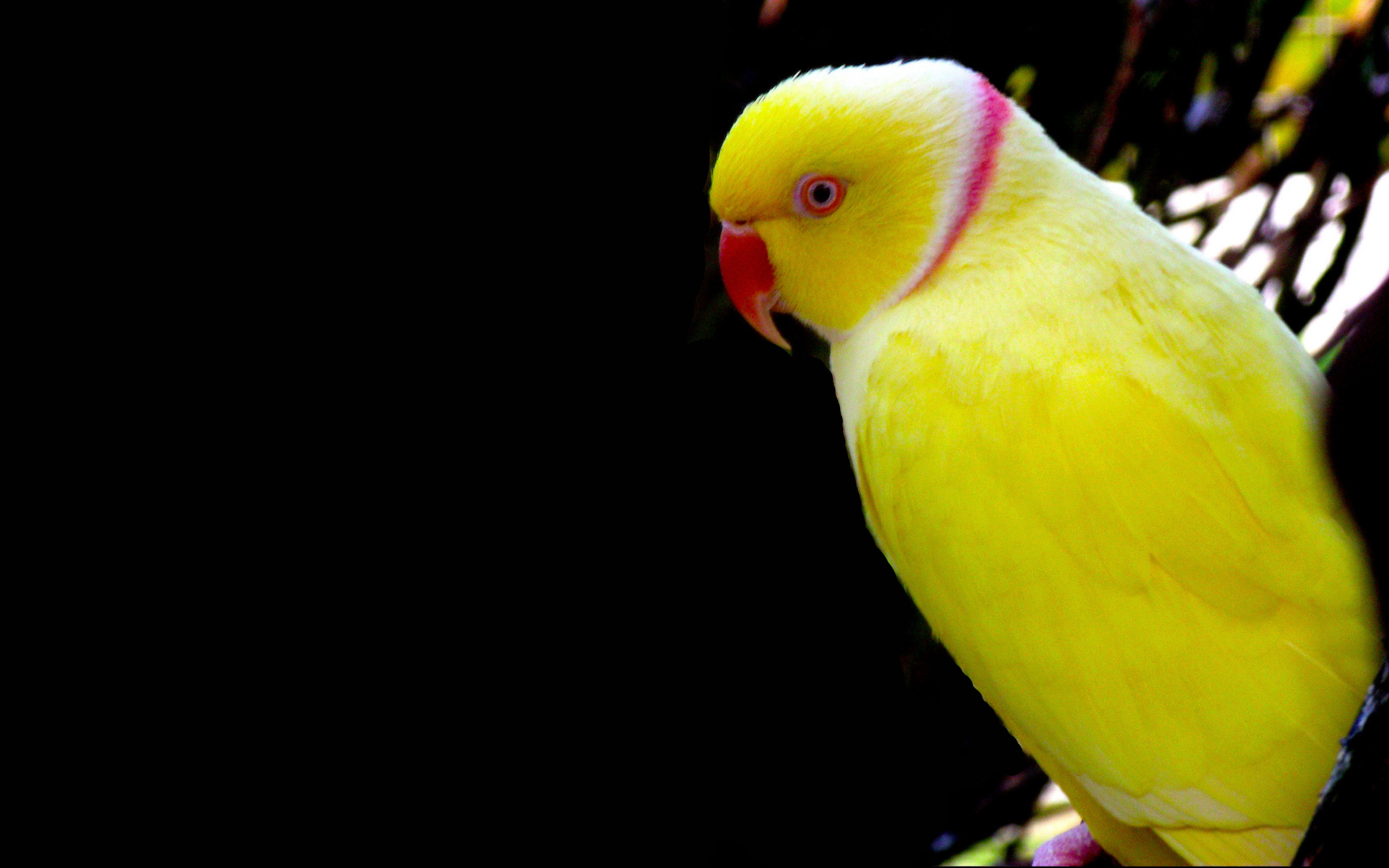 Detail Parrot Wallpapers Nomer 55