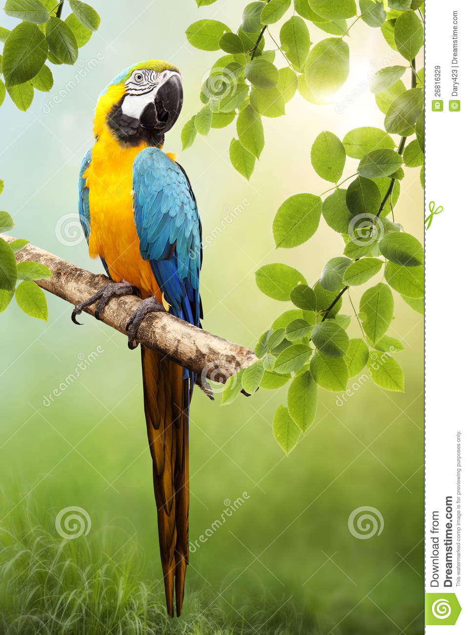 Detail Parrots Images Free Nomer 10