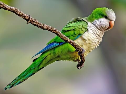 Detail Parrots Photos Gallery Nomer 27