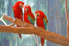 Detail Parrots Photos Gallery Nomer 4