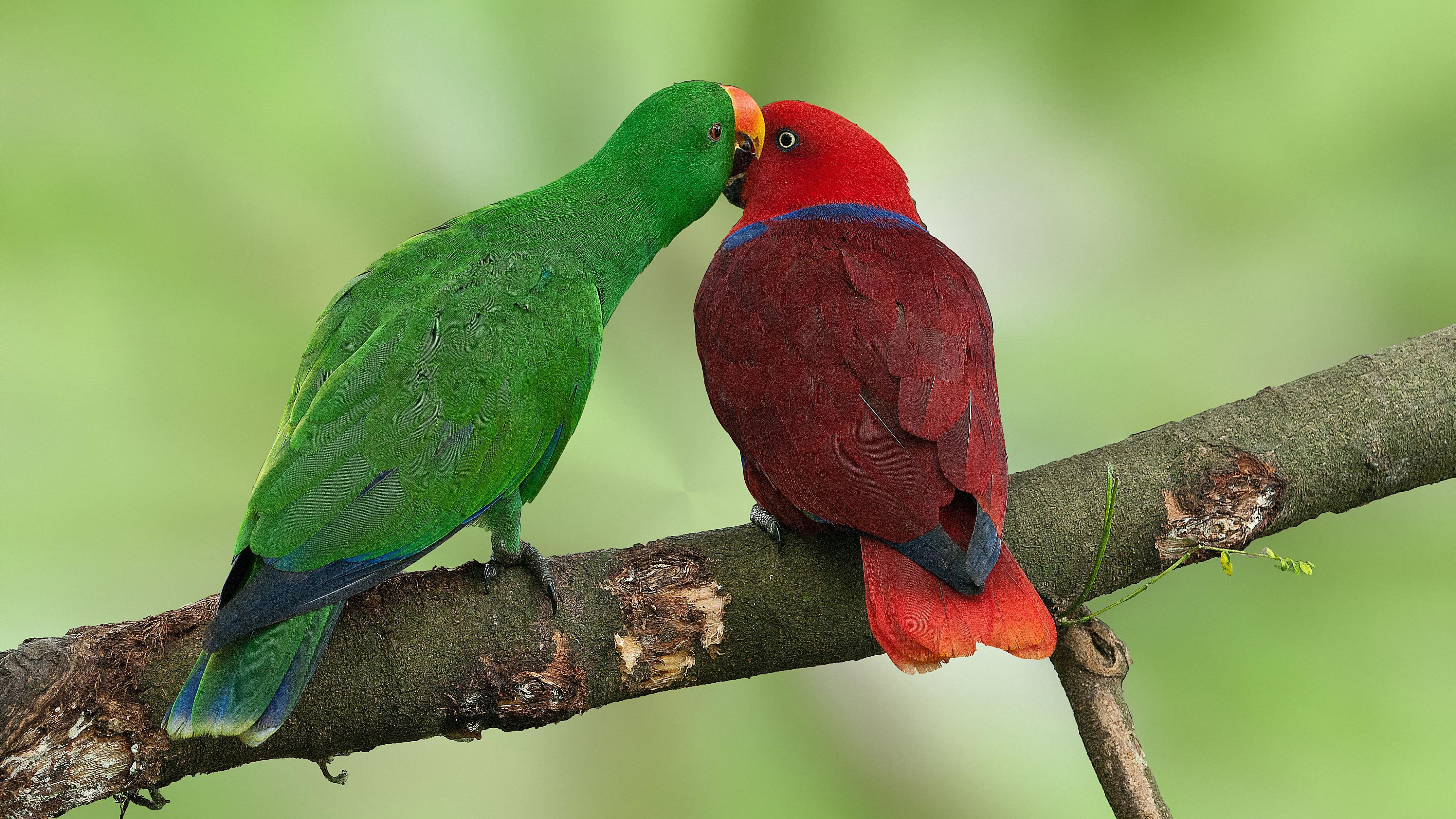 Detail Parrots Pic Nomer 13