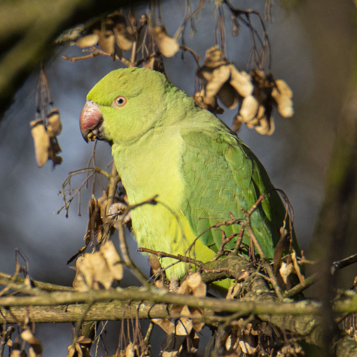 Detail Parrots Pic Nomer 15