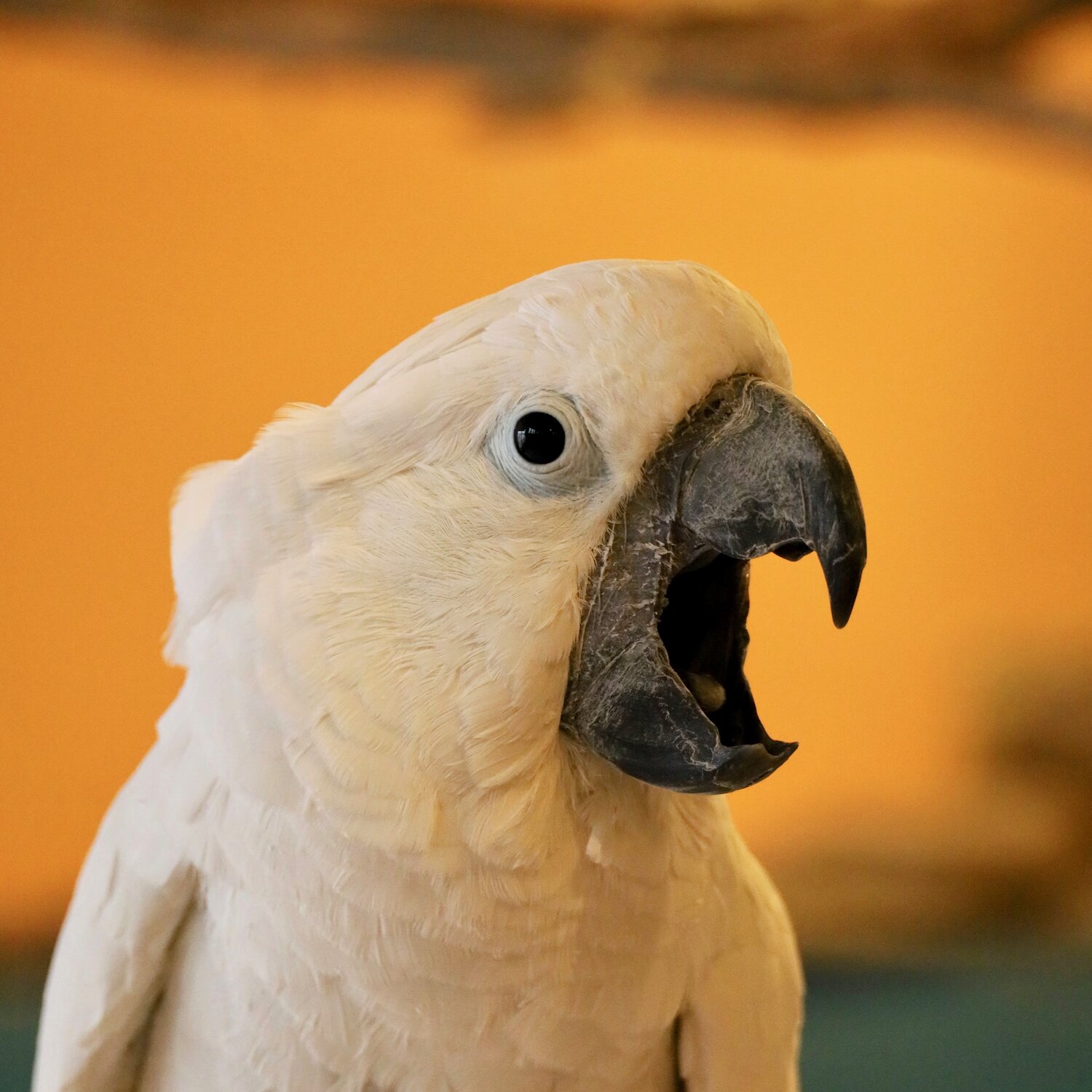 Detail Parrots Pic Nomer 16