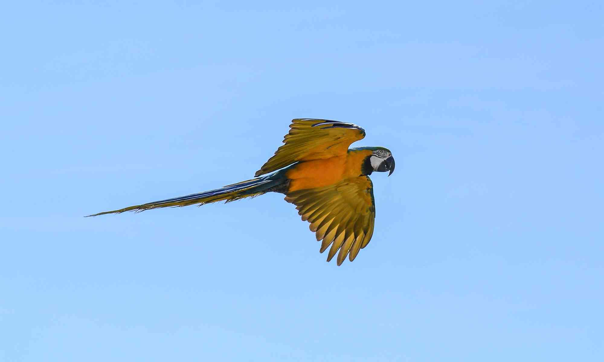 Detail Parrots Pic Nomer 17