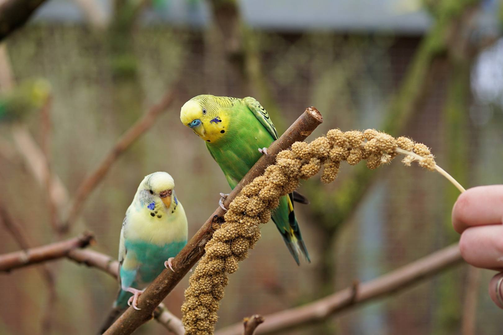 Detail Parrots Pic Nomer 18