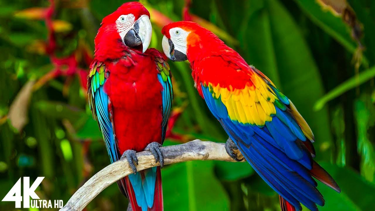 Detail Parrots Pic Nomer 19