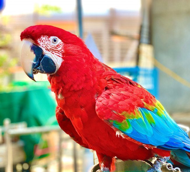 Detail Parrots Pic Nomer 20