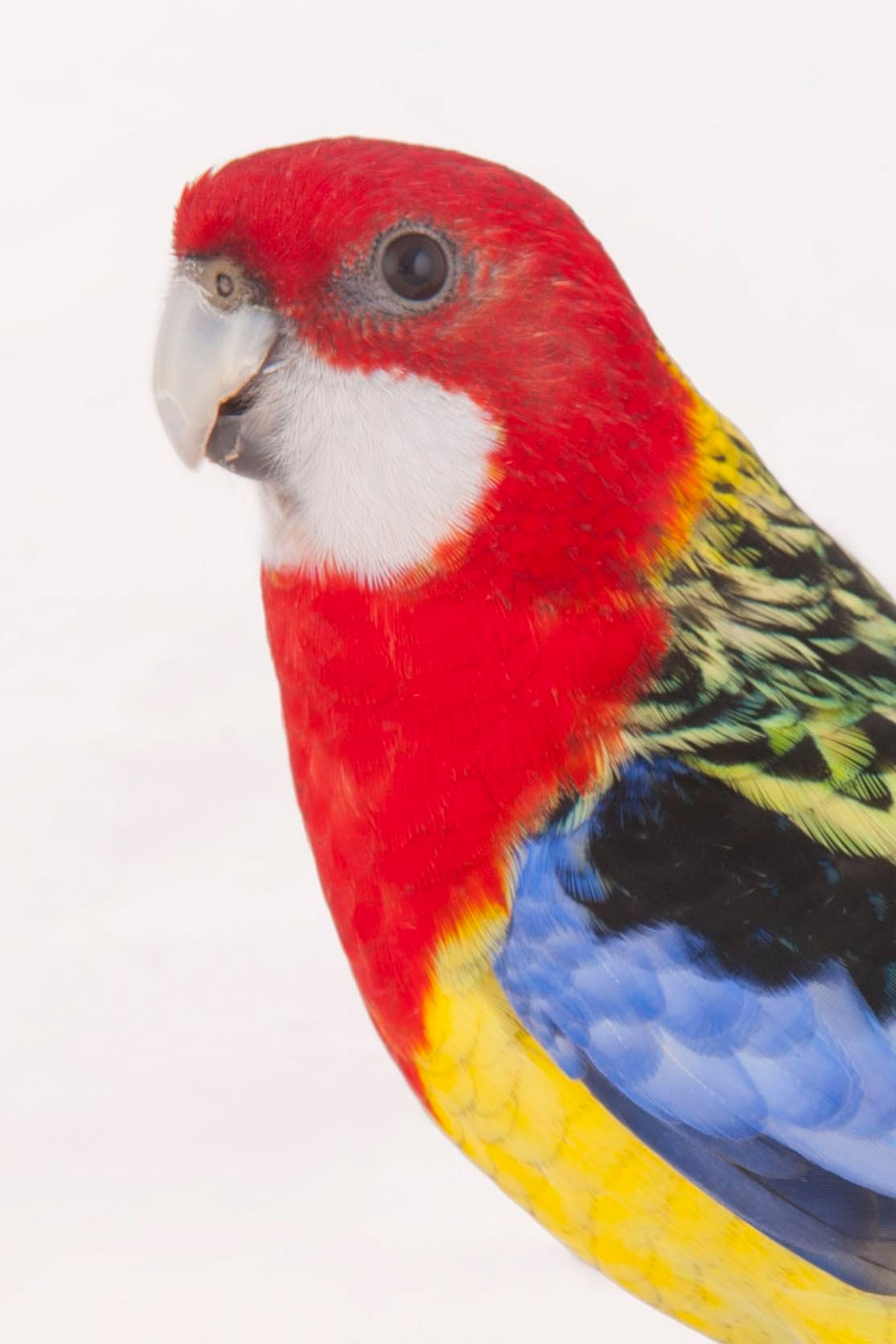 Detail Parrots Pic Nomer 3