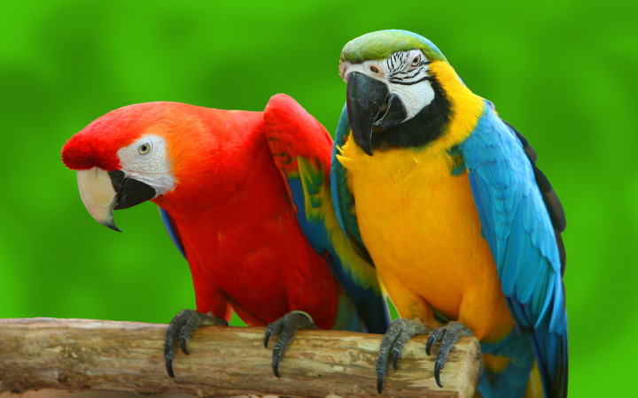 Detail Parrots Pic Nomer 21