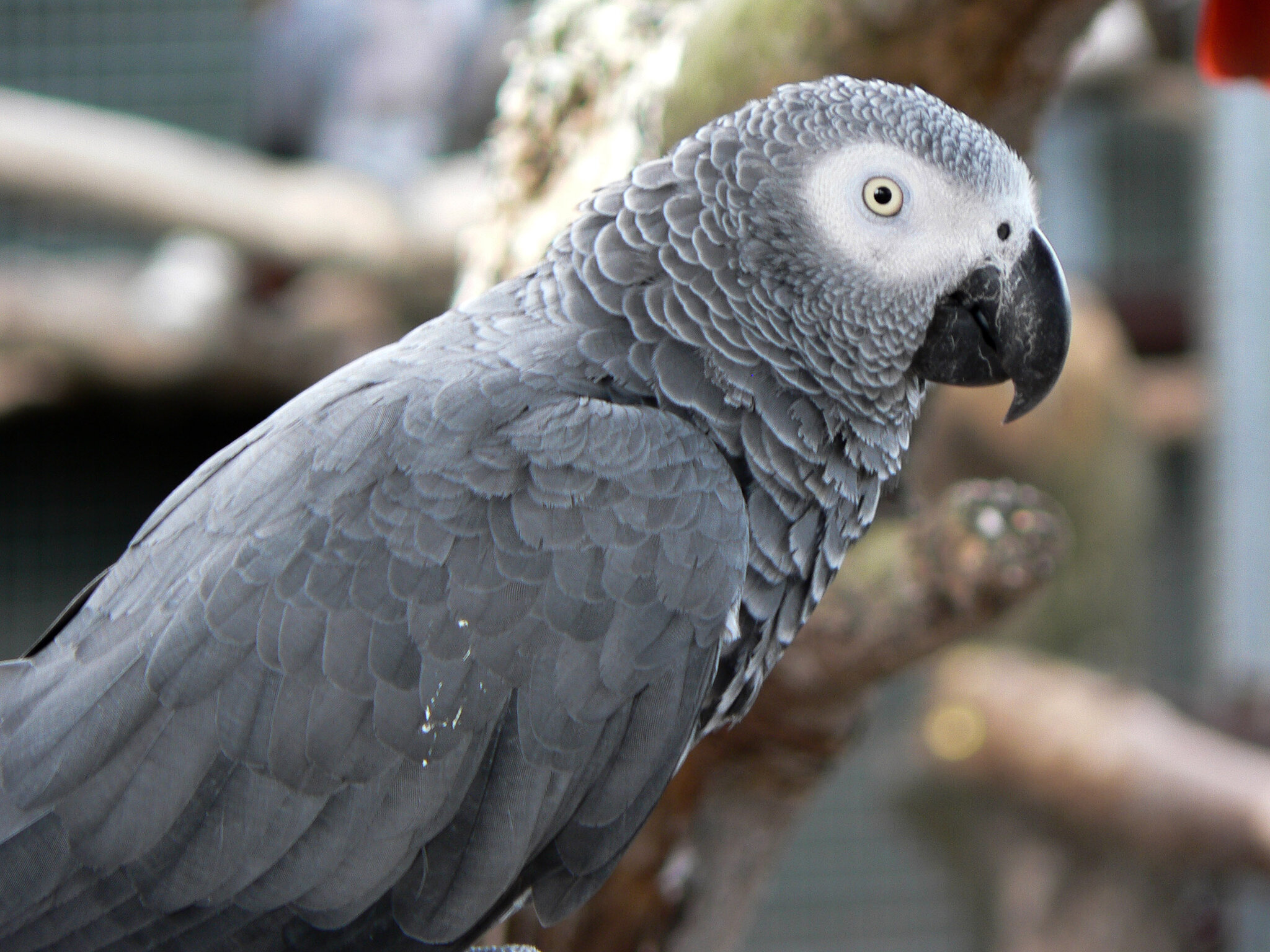 Detail Parrots Pic Nomer 22