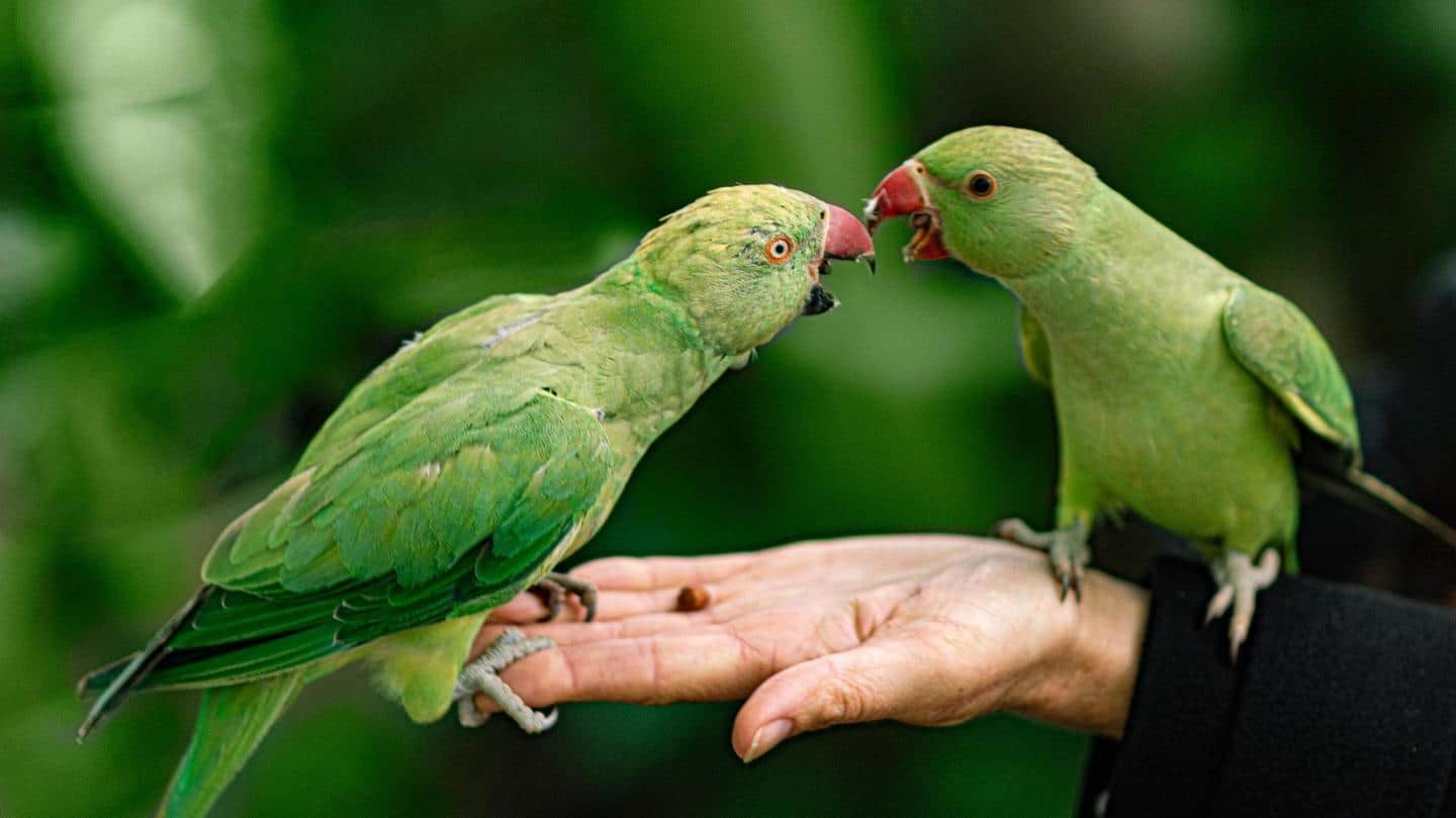 Detail Parrots Pic Nomer 25