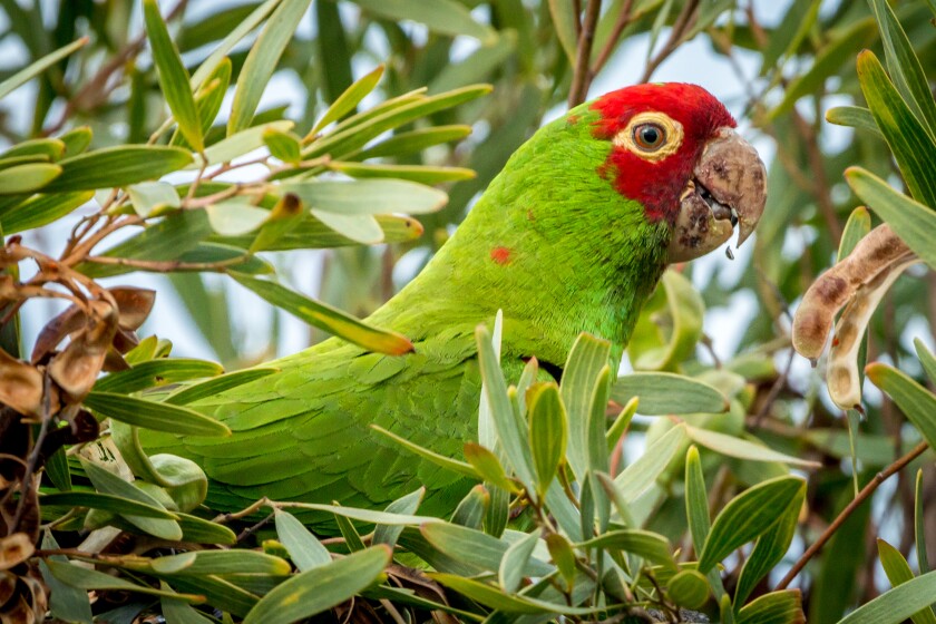 Detail Parrots Pic Nomer 28