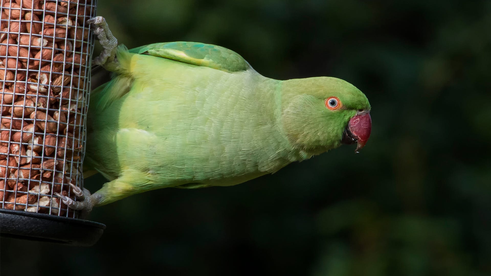 Detail Parrots Pic Nomer 29