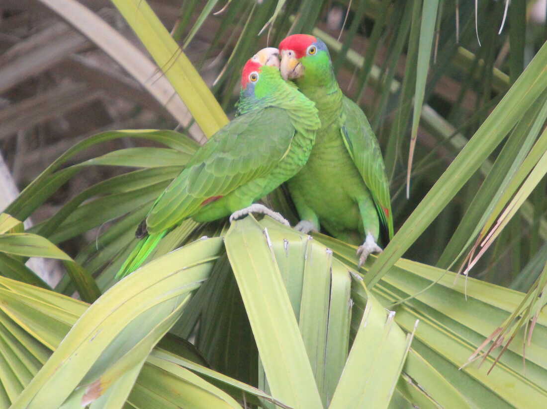Detail Parrots Pic Nomer 30