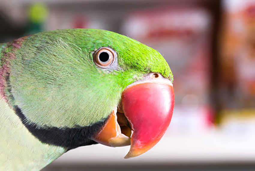 Detail Parrots Pic Nomer 31