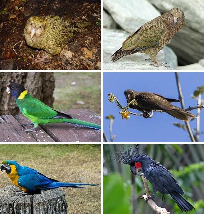 Detail Parrots Pic Nomer 32