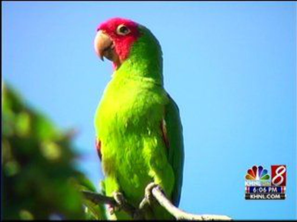 Detail Parrots Pic Nomer 33