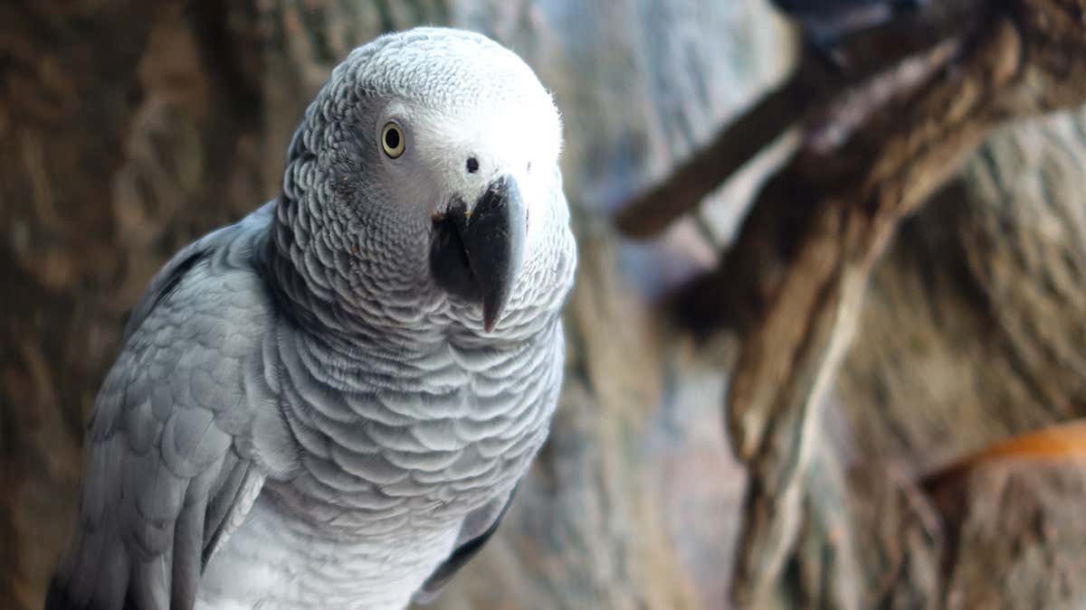Detail Parrots Pic Nomer 34