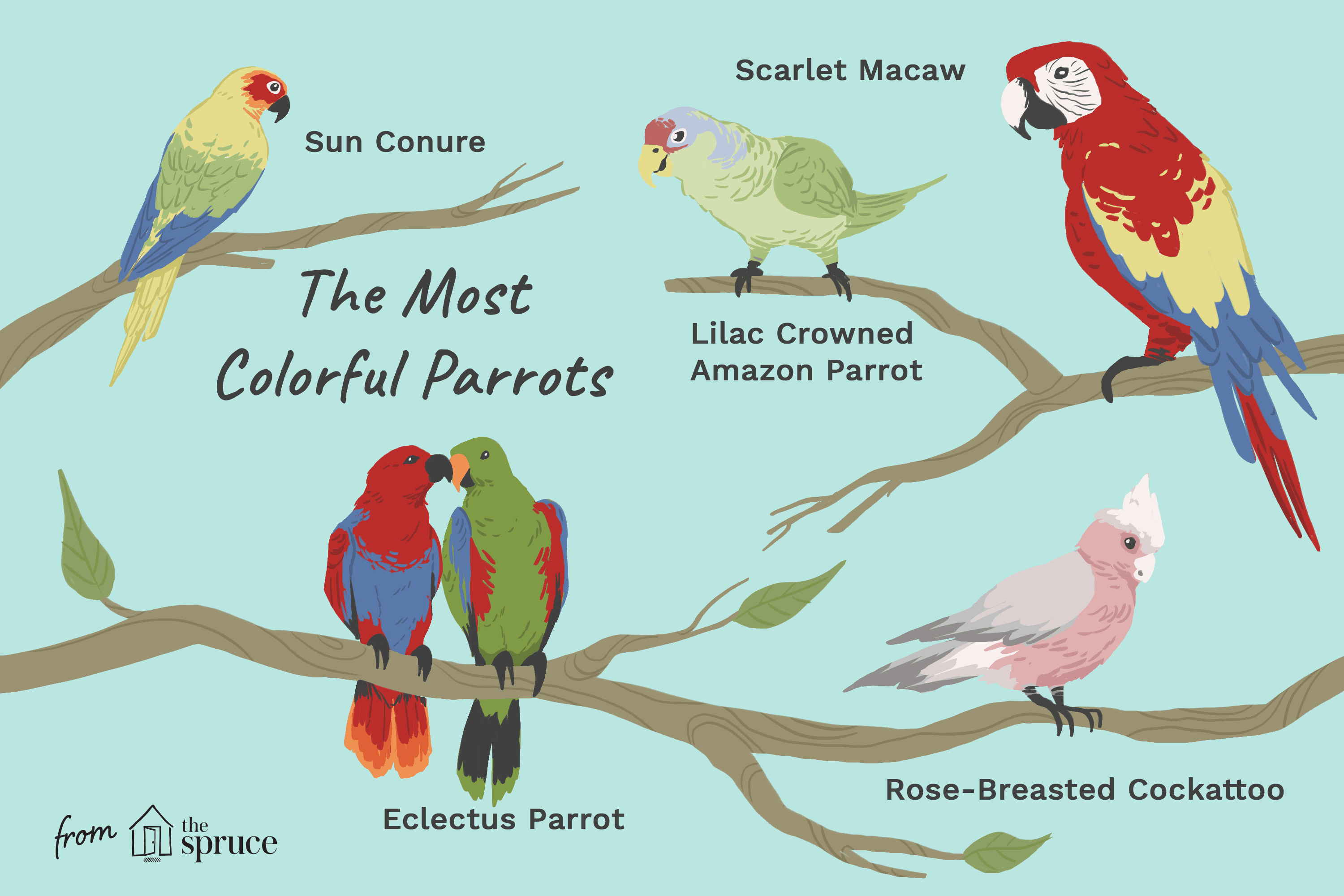 Detail Parrots Pic Nomer 35