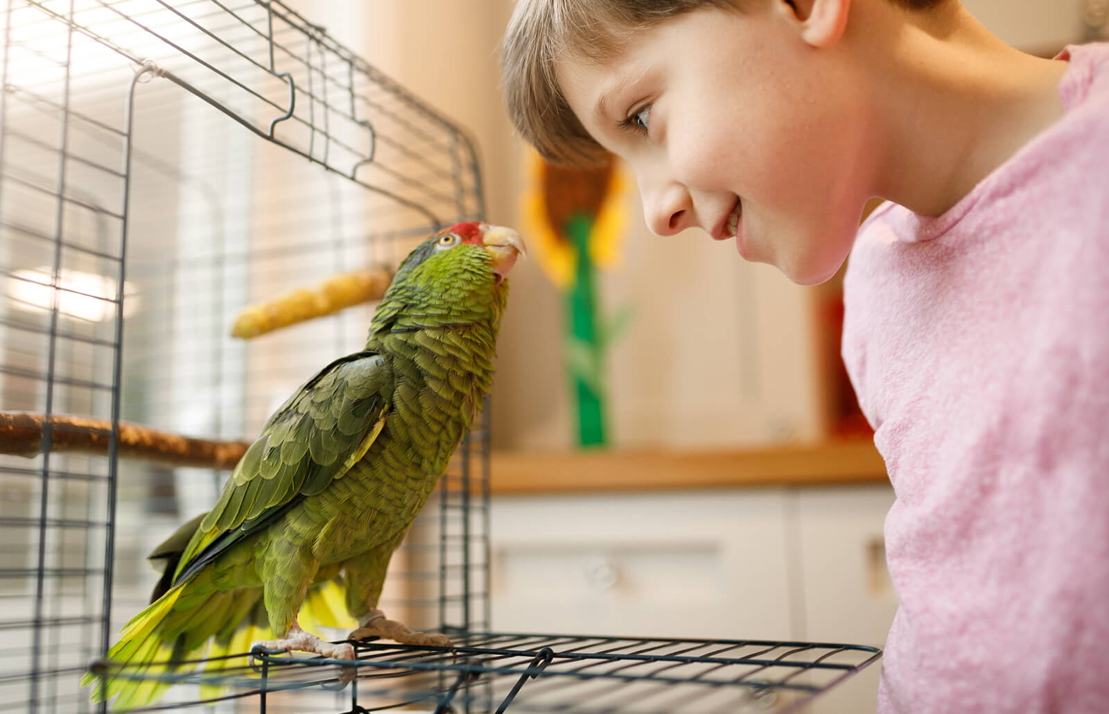 Detail Parrots Pic Nomer 36
