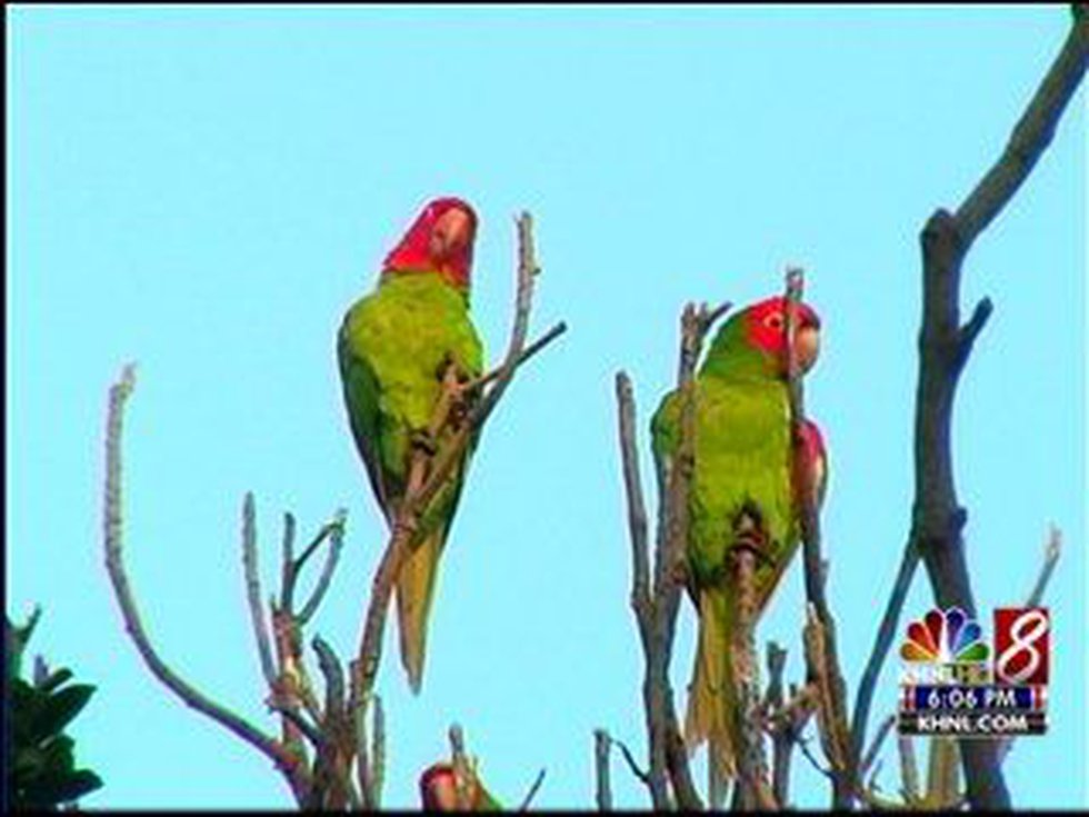 Detail Parrots Pic Nomer 38