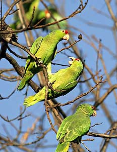 Detail Parrots Pic Nomer 39
