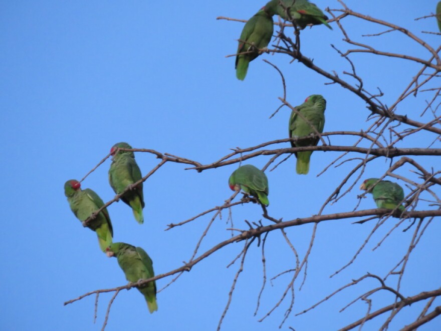 Detail Parrots Pic Nomer 40
