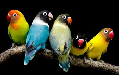 Detail Parrots Pic Nomer 41