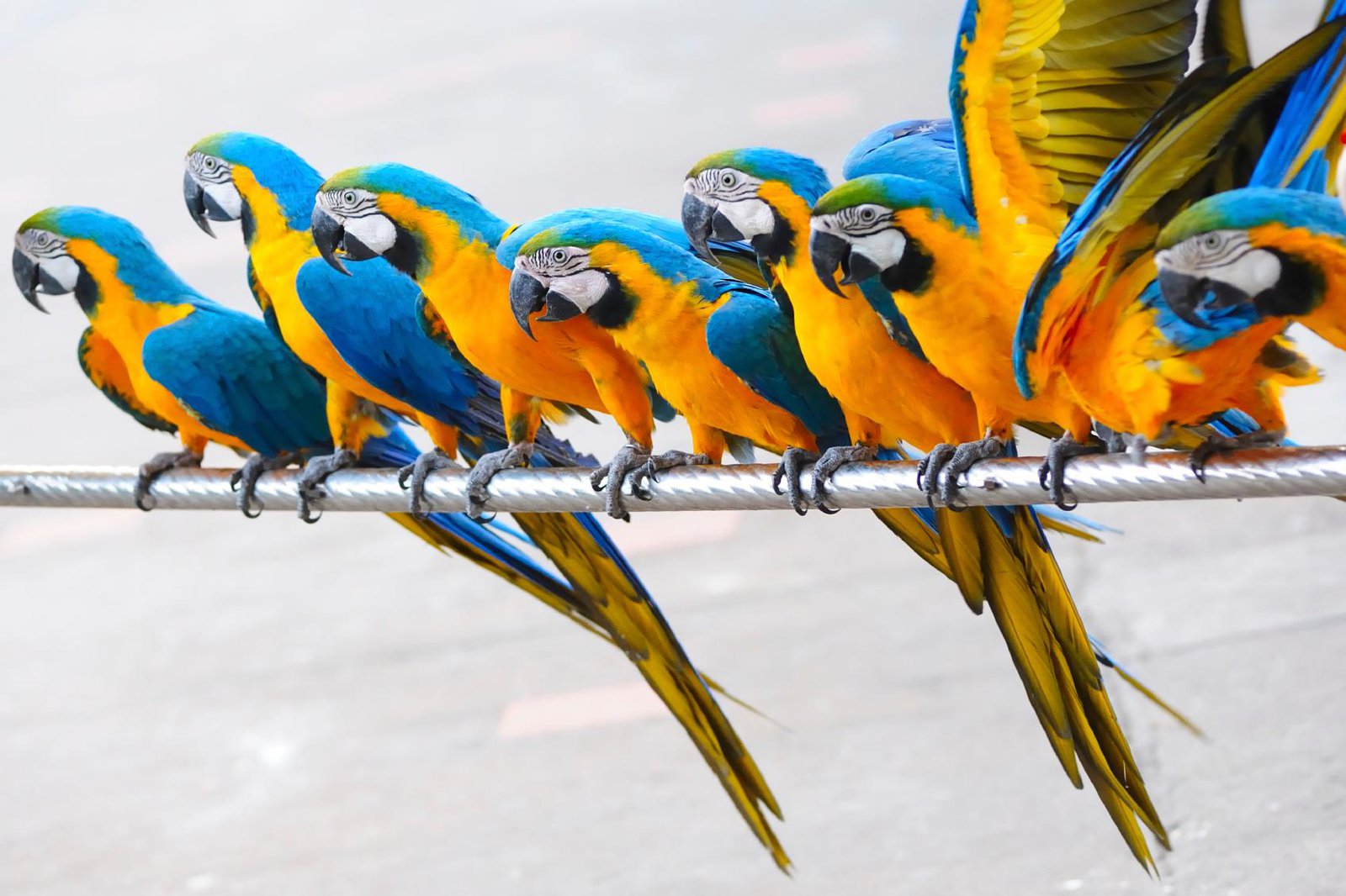 Detail Parrots Pic Nomer 42