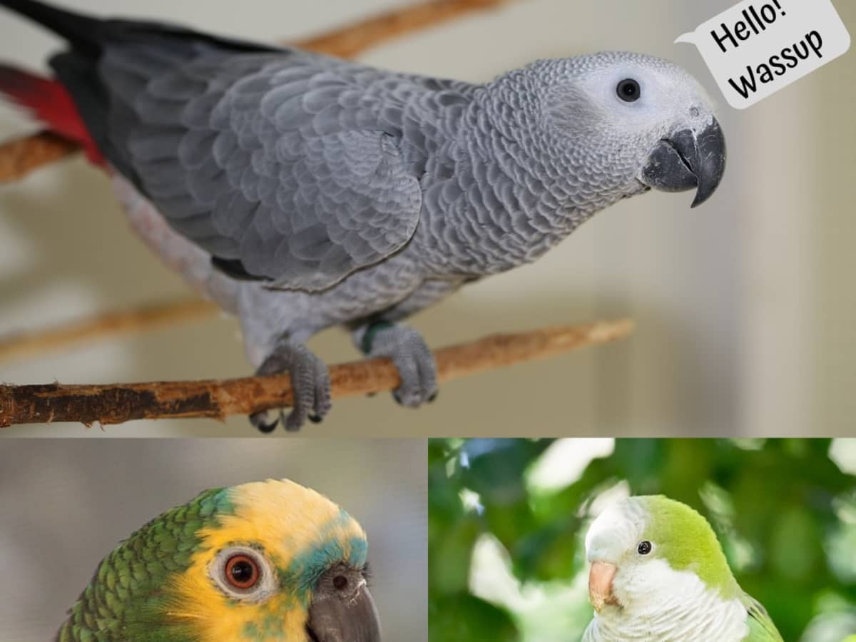 Detail Parrots Pic Nomer 43