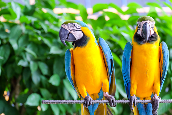 Detail Parrots Pic Nomer 46