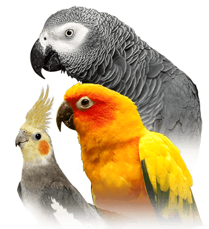 Detail Parrots Pic Nomer 6