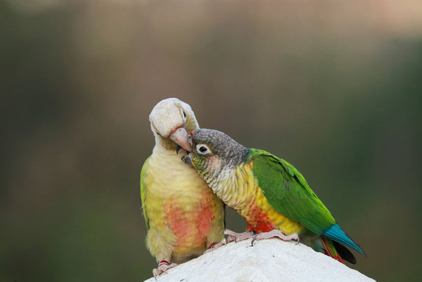 Detail Parrots Pic Nomer 47
